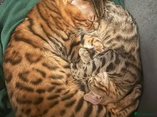 Bengal cats Pure Bengal - Advert 2