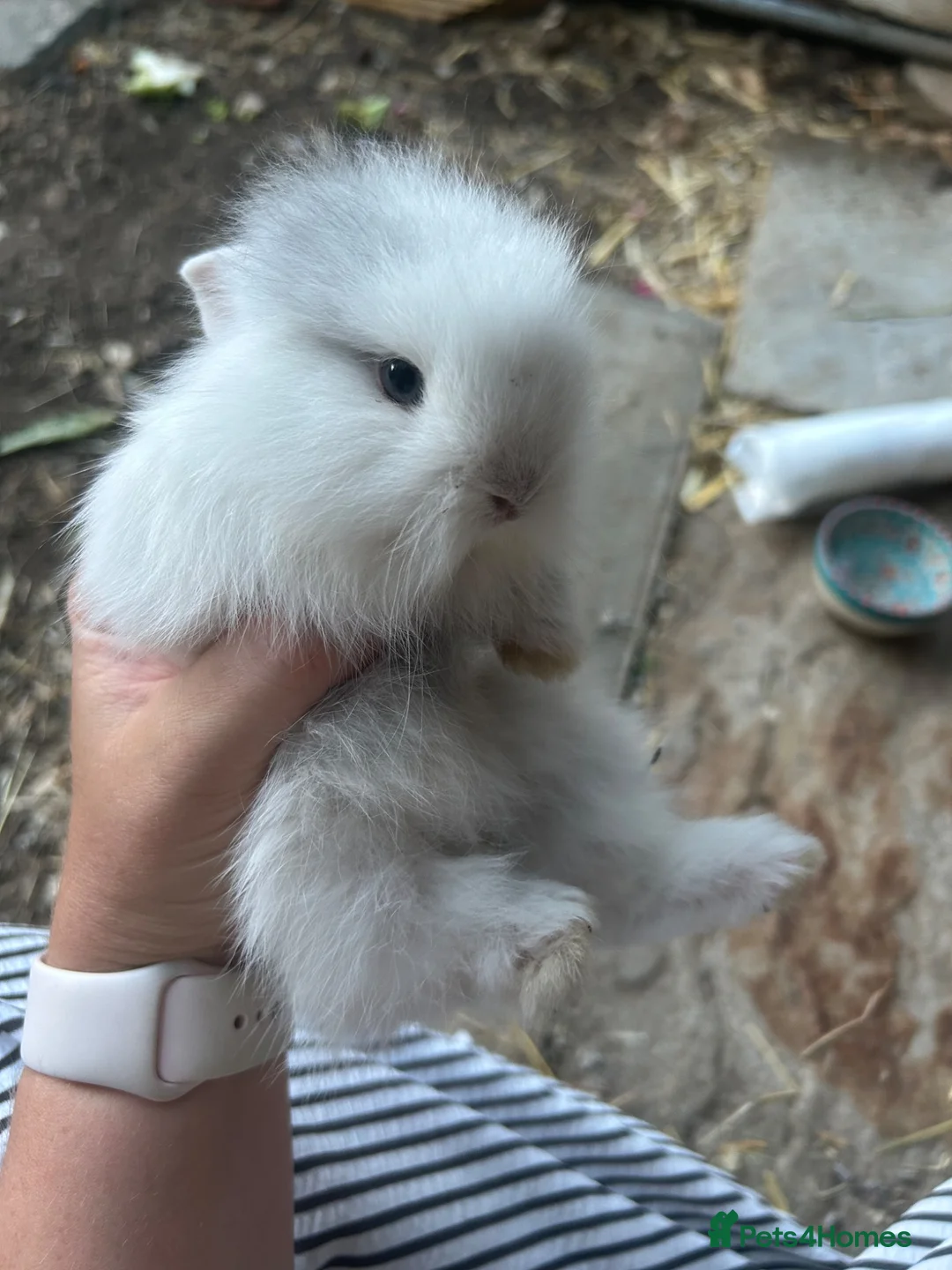 Mixed Breed rabbits for sale: Mini lionhead cross Norwegian dwarf rabbits - Advert 12