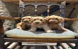 Cockapoo dogs for sale: Cockapoo F1b show type pups, PRIZEWINNING LINES  - Image 2