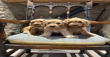 Cockapoo dogs - Advert 11