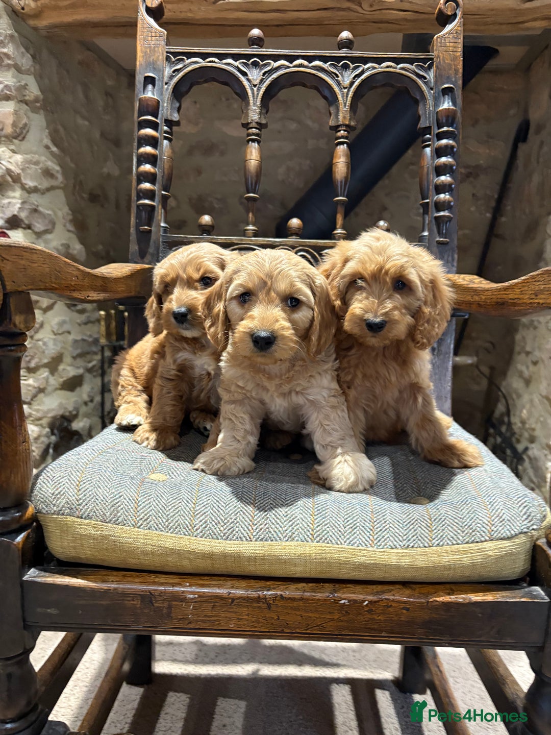 Cockapoo dogs for sale: Cockapoo F1b show type pups, PRIZEWINNING LINES  - Image 2