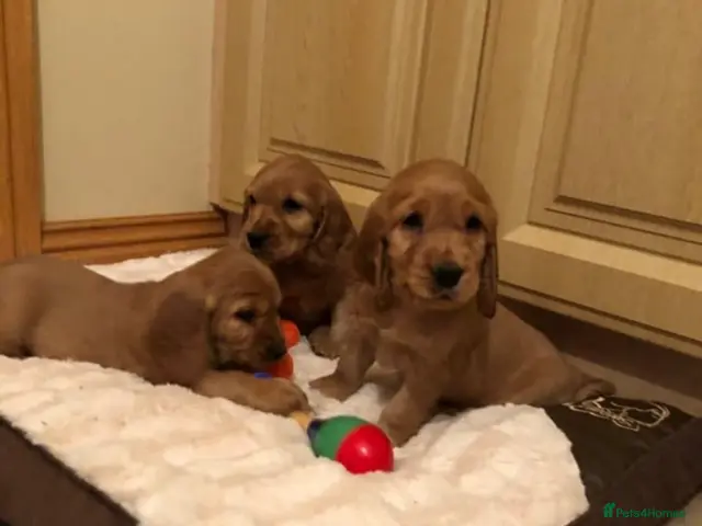 Cocker Spaniel dogs for sale: STUNNING SHOW TYPE COCKER SPANIELS - Advert 15