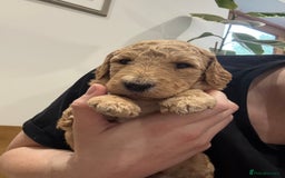 Irish Doodle dogs for sale: 6 beautiful F1b Irish Doodle puppies ❤️🐶 - Image 21