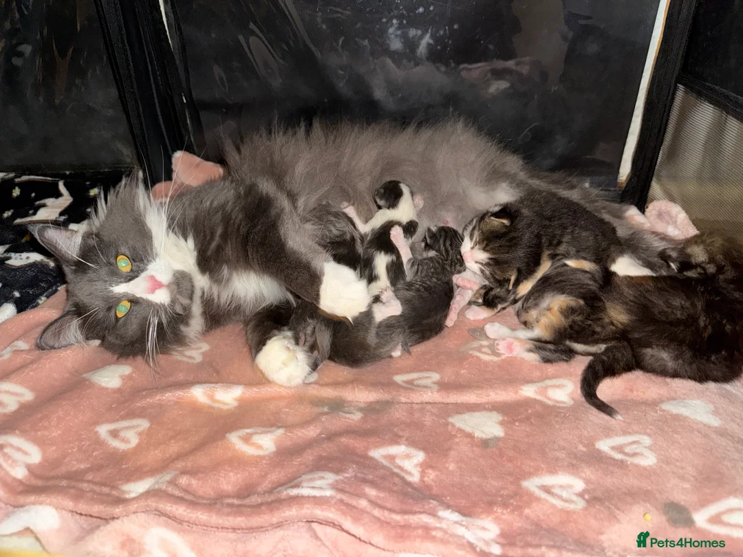 Norwegian Forest Cat cats for sale: Pedigree female Norwegian Forest kittens - Advert 1