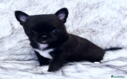 Chihuahua dogs for sale: KC REG HEALTH TESTED CHIHUAHUA BABIES - Image 1