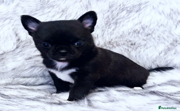 Chihuahua dogs - Advert 2