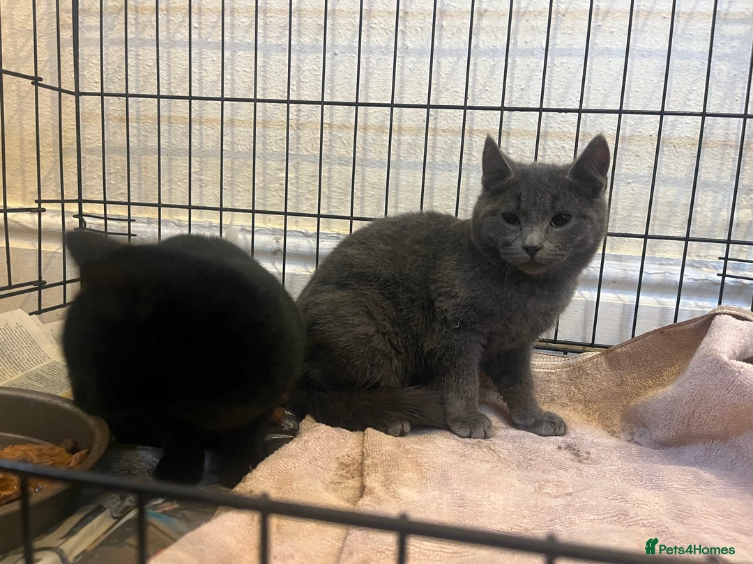 Mixed Breed cats for sale: Short haired, litter trained kittens.  - Advert 3