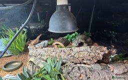 Leopard Gecko reptiles for sale: Leopard gecko with full setup  - Image 3