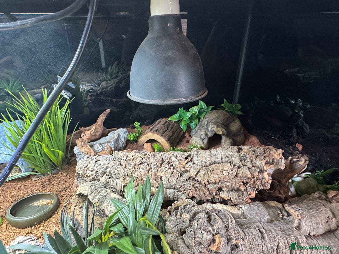 Leopard Gecko reptiles for sale: Leopard gecko with full setup  - Image 3