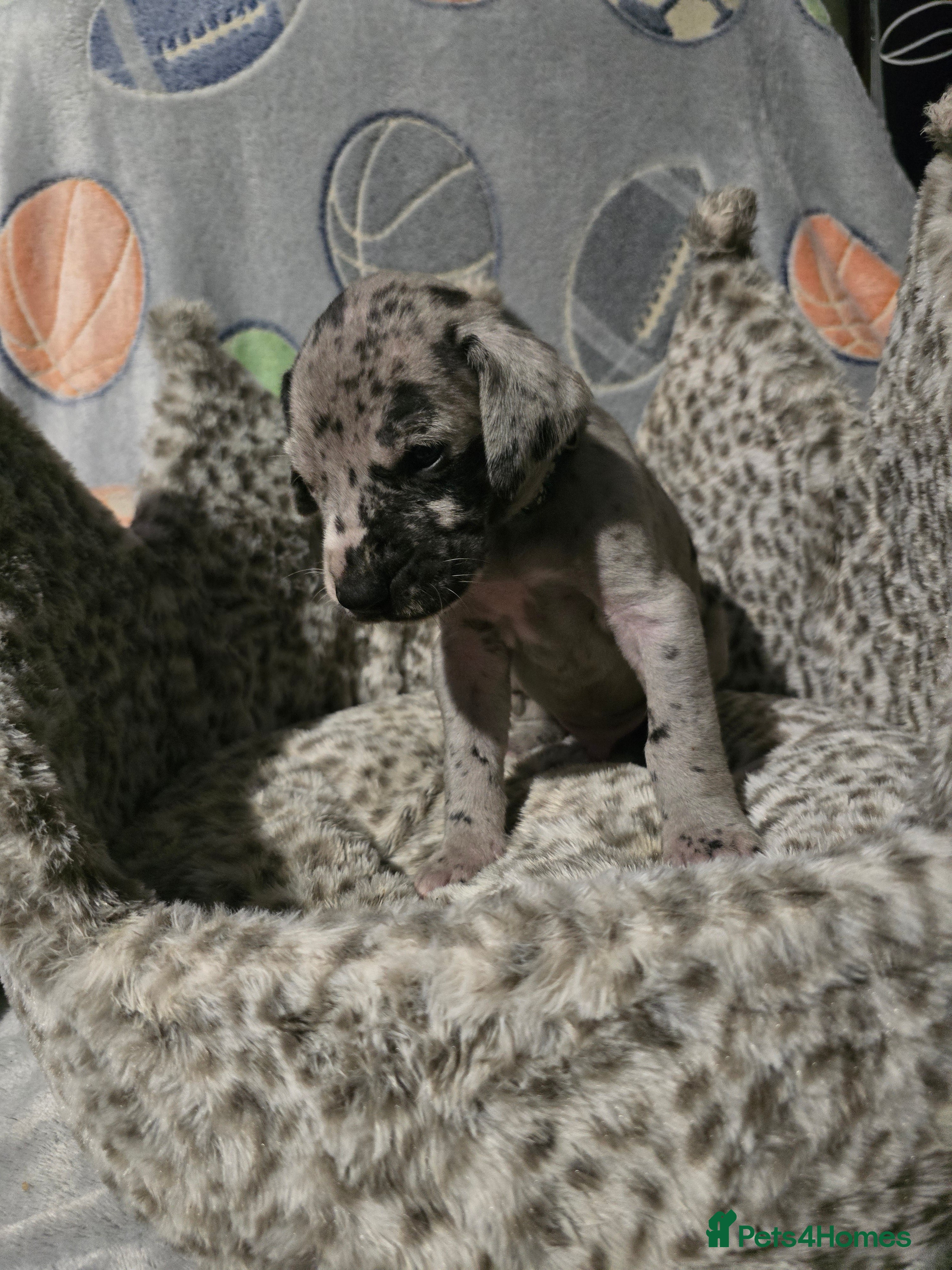 Great Dane dogs Beautiful great danes - Advert 1