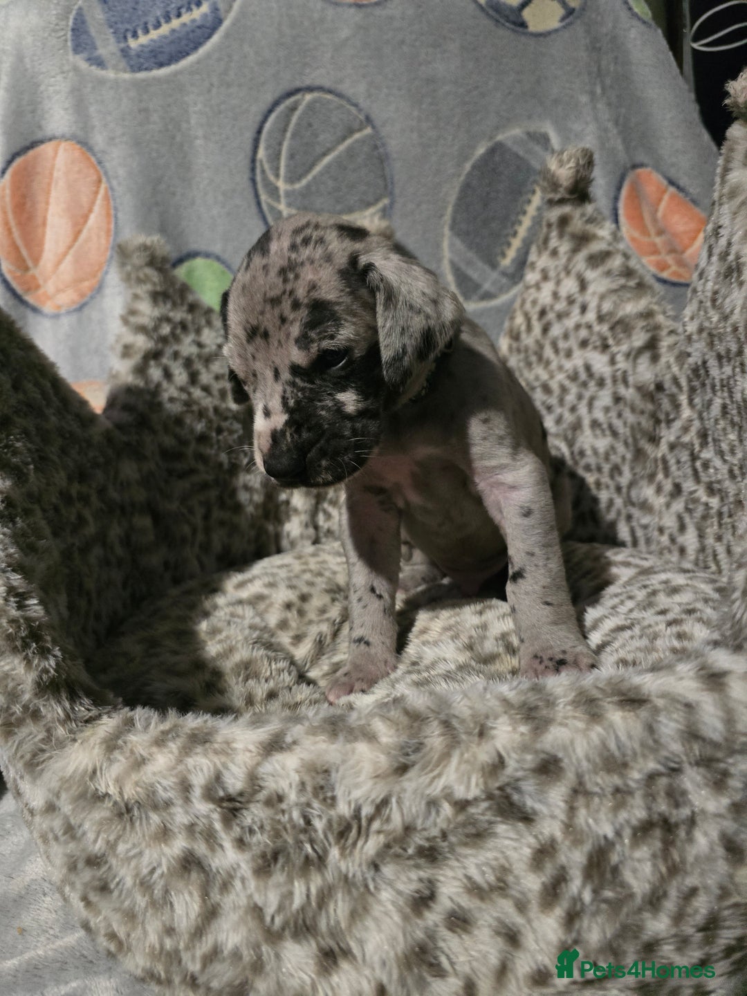 Great Dane dogs for sale: Beautiful great danes - Advert 1