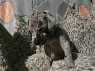 Great Dane dogs Beautiful great danes - Advert 3