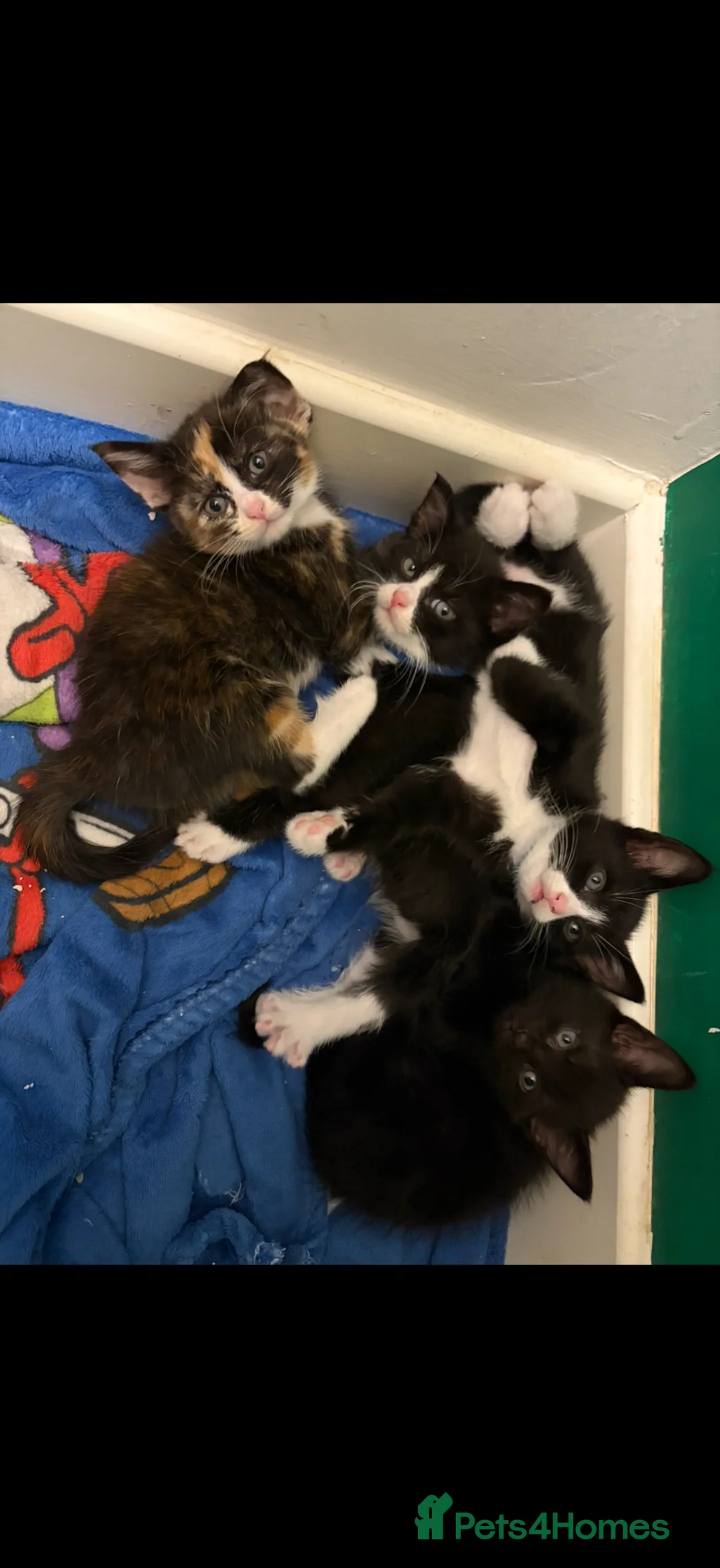 Mixed Breed cats for sale: Beautiful kittens ready for homes  - Advert 2