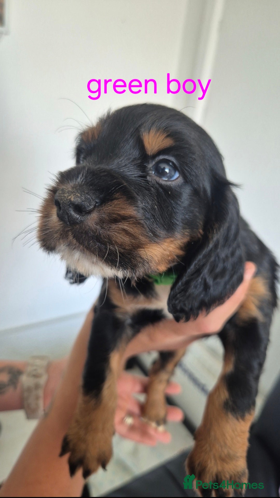 Cocker Spaniel dogs for sale: 5 beautiful cocker spaniels - Advert 5