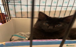 Maine Coon cats for sale: Maine coon  - Image 4