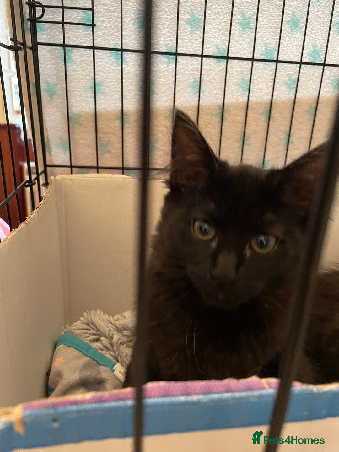 Maine Coon cats for sale: Maine coon  - Image 4