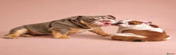 English Bulldog dogs for sale: 8 months old girl - Advert 5