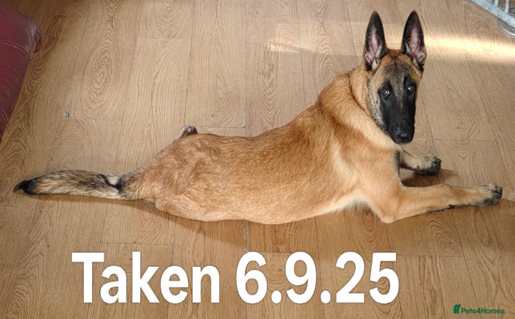 Belgian Shepherd Dog dogs in Newport - Advert 2