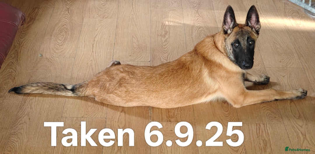 Belgian Shepherd Dog dogs for sale: KC Reg Belgian Shepherd Malinois pups for sale in Newport - Image 8