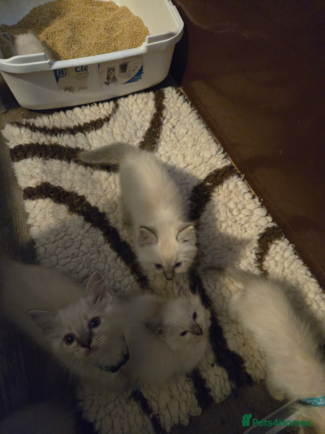 Ragdoll cats for sale: Beautiful GCCF Reg Pure Bred Ragdoll kittens - Image 12