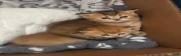 British Shorthair cats for sale: BSH GCCF NY25 golden chinchilla boys kittens - Advert 7