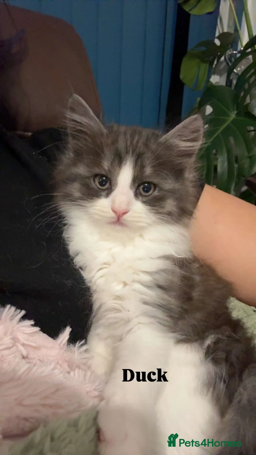 Ragdoll cats for sale: Ragdoll cross kittens | 3 Female | 1 Male - Advert 9