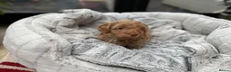 Cavapoo dogs for sale: Beautiful Male Cavapoo Puppies – £1,500 🐾 - Advert 6