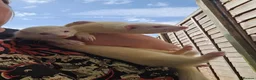 Ferret rodents for sale: 2 albino jills  - Advert 3