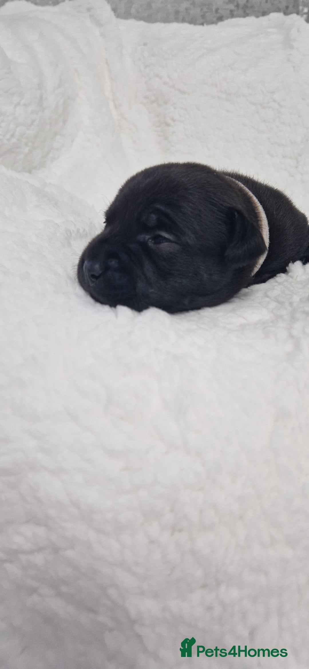 Staffordshire Bull Terrier dogs for sale: 4 Kc Reg Staffordshire Bull Terrier Females 🩷 - Advert 26