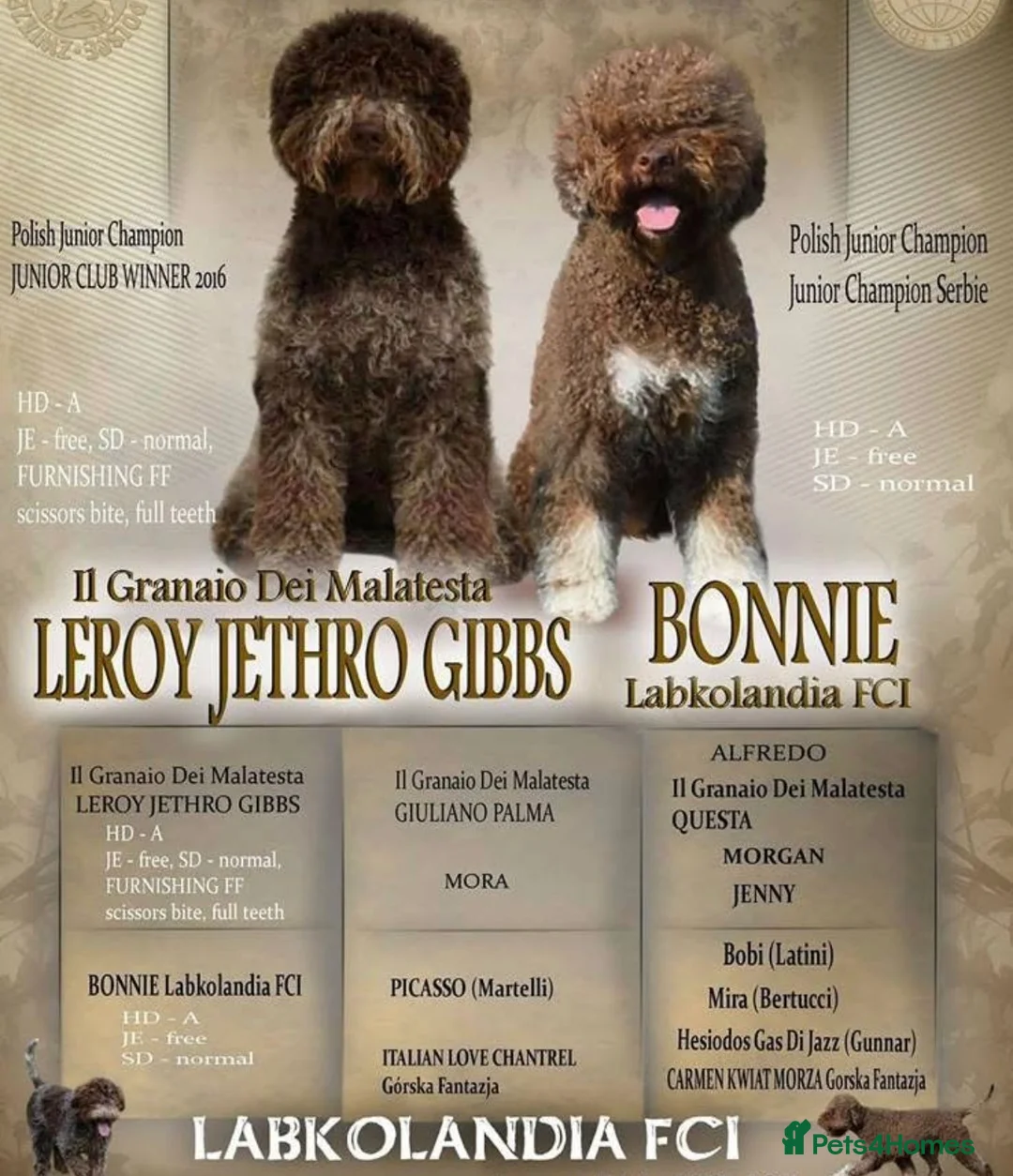 Lagotto Romagnolo dogs for sale: Pedigree Lagotto Romagnolo Male – 5.5y - Advert 14