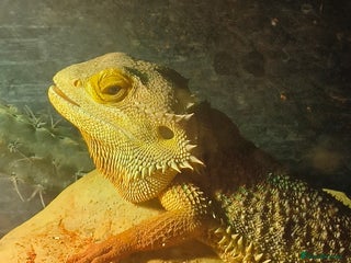 Bearded Dragon reptiles Male bearded dragon - Advert 14