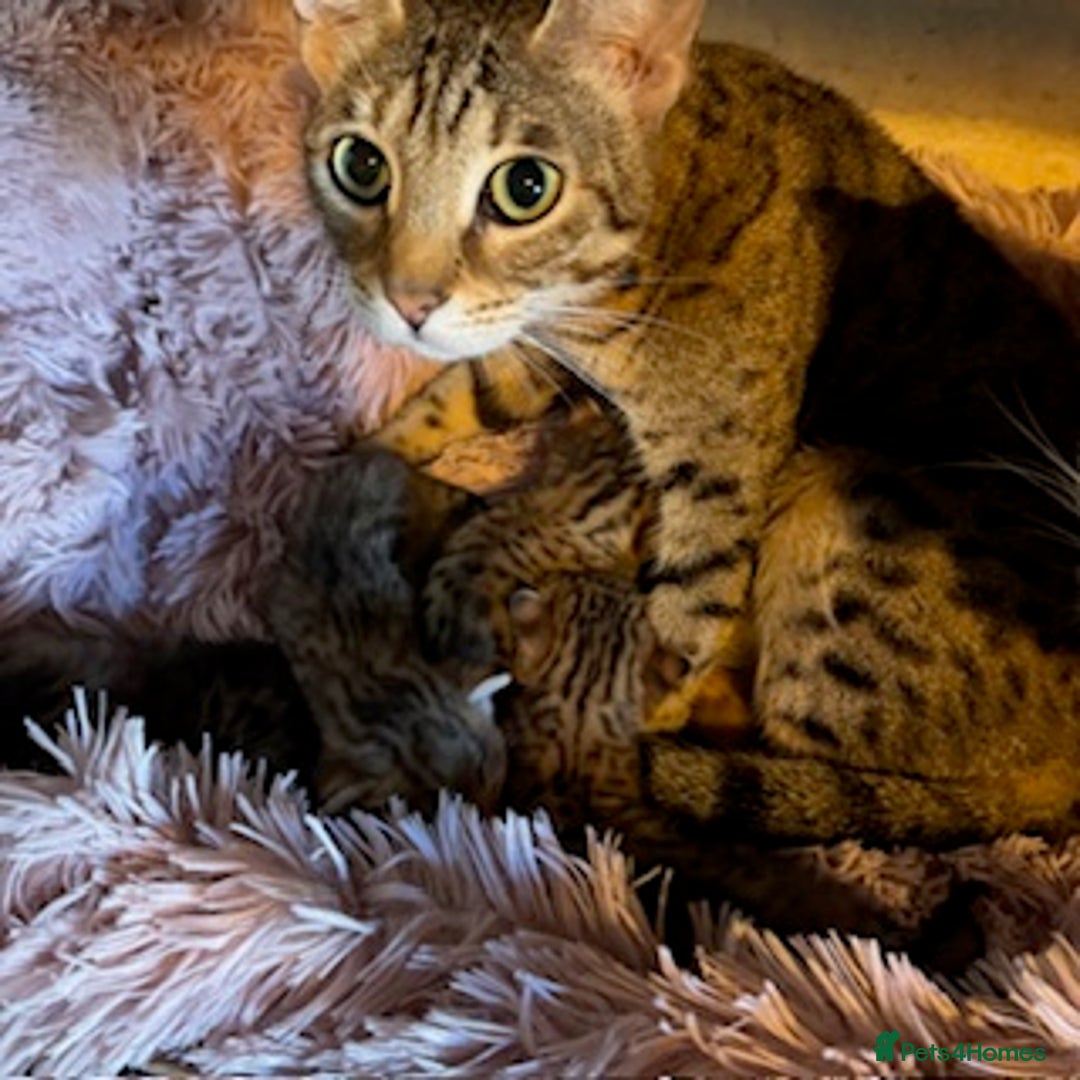Savannah cats for sale: Glorious Savannah Babies - 1 Boy left - Image 2