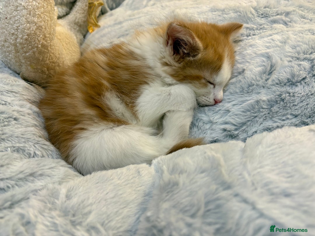 Mixed Breed cats for sale: Jude the Dude and Princess Peaches - Advert 3