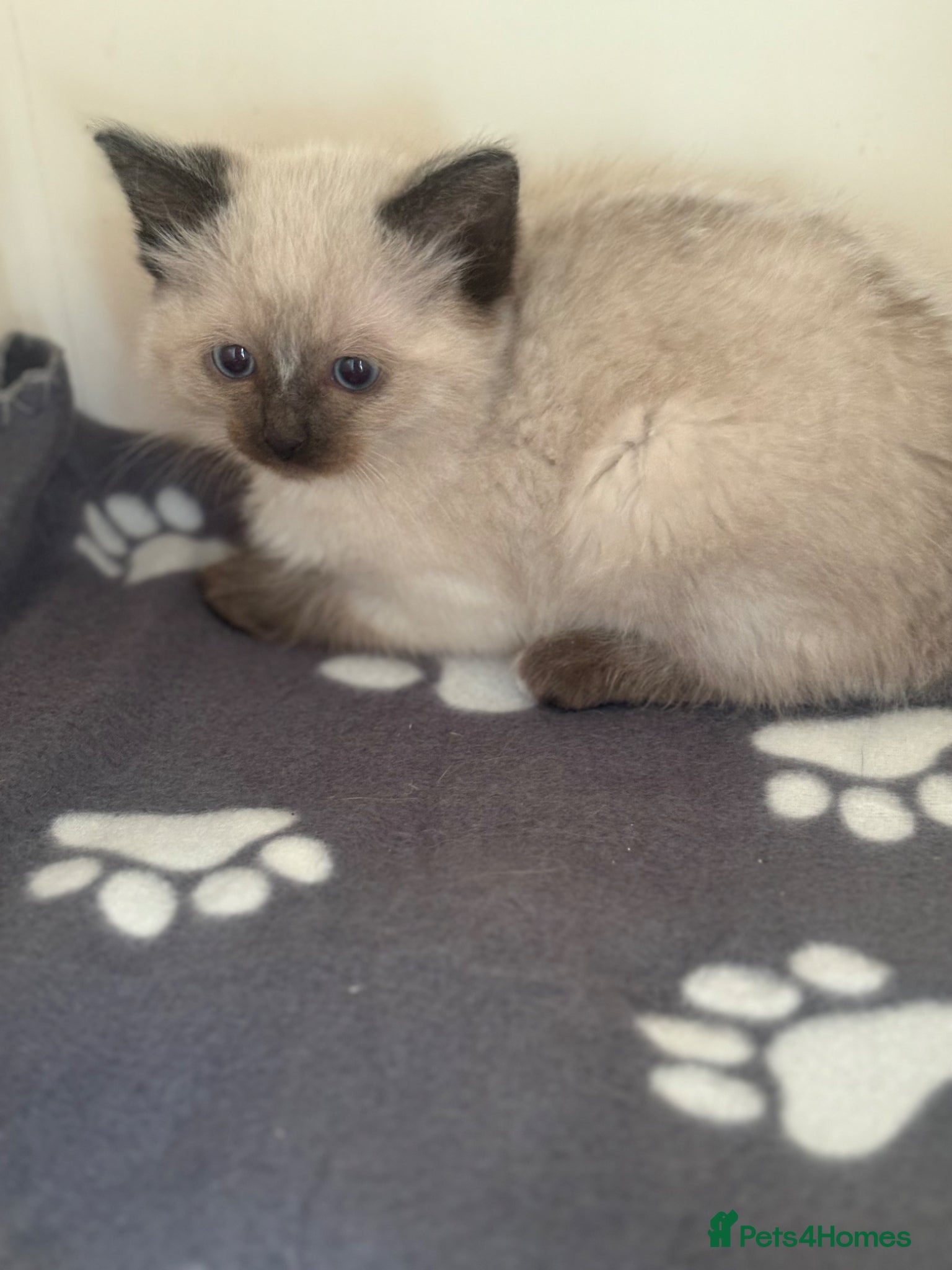 Ragdoll cats for sale: Ragdoll kittens in Romford - Advert 4