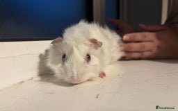 Guinea Pig rodents for sale: Four Guinea Pigs with Set Up and Accessories - Image 13