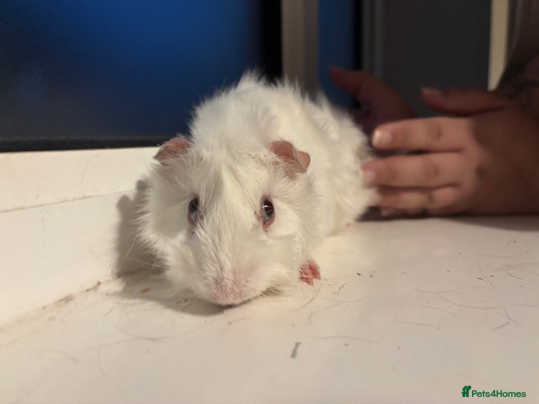 Guinea Pig rodents for sale: Four Guinea Pigs with Set Up and Accessories - Image 13