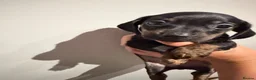 Miniature Dachshund dogs for sale: Beautiful Miniature dachshunds  - Advert 5