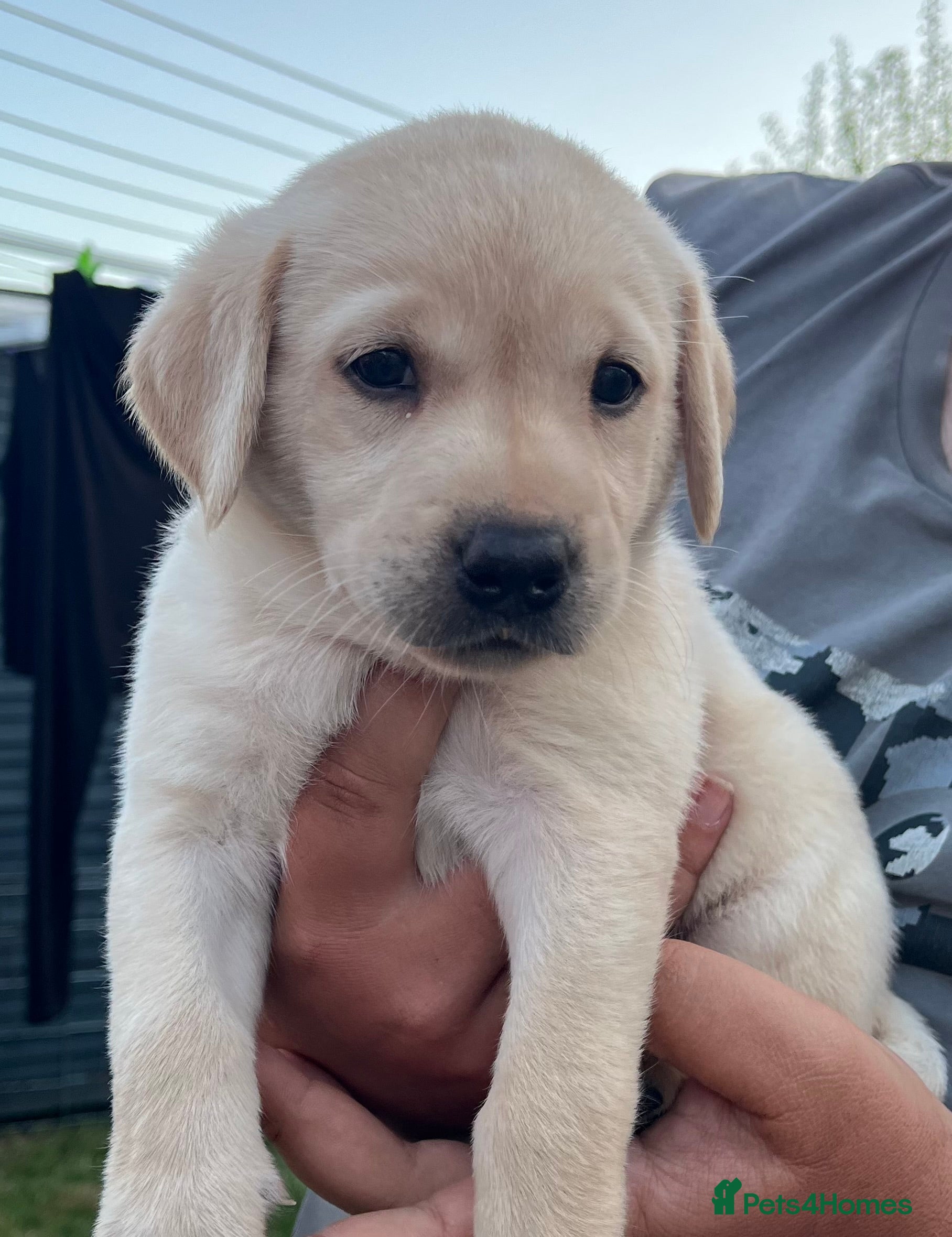 Labrador Retriever dogs KC REG LABRADOR RETRIEVER PUPPIES  - Advert 2
