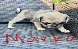 Pug dogs for sale: Pug Puppies  - Image 14