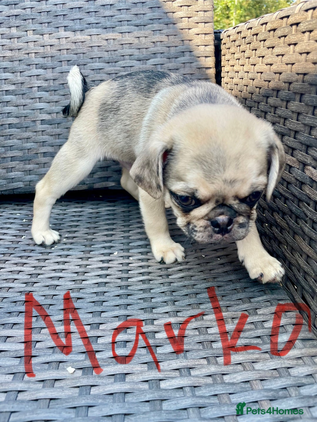 Pug dogs for sale: Pug Puppies  - Image 14
