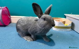 Mixed Breed rabbits for sale: English Angora x Rex Mixed - Advert 5