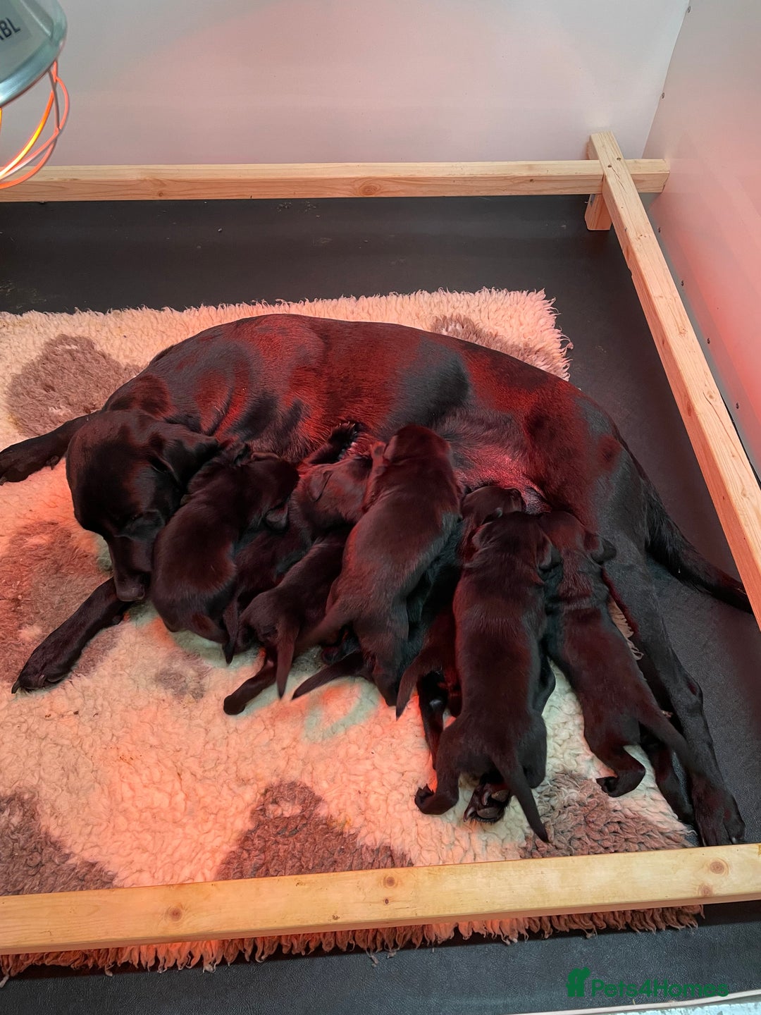 Labrador Retriever dogs for sale: KC registered working line- health tested parents  - Image 8