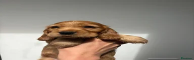 Cocker Spaniel 6