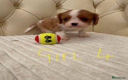 Cavalier King Charles Spaniel dogs for sale: 🐶 true miniature King Charles puppy’s 🐶 - Image 9