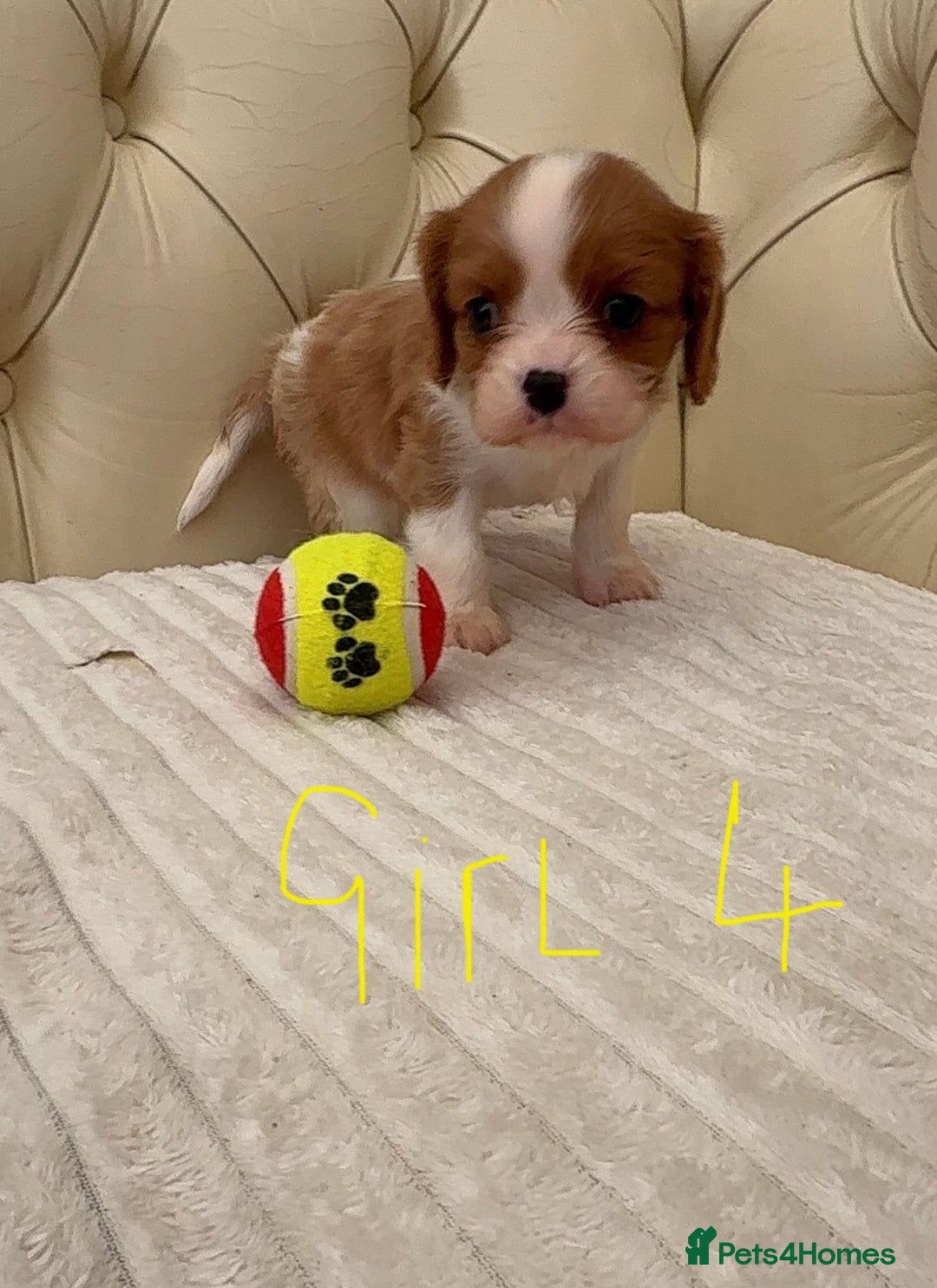 Cavalier King Charles Spaniel dogs for sale: 🐶 true miniature King Charles puppy’s 🐶 - Image 9