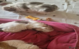 Shih Tzu dogs for sale: 🐾 Amazing Purebred Shih Tzu Puppies Crawley 🐾 - Advert 16