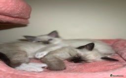 Ragdoll cats for sale: GCCF Championship Ragdoll Kittens - Image 11
