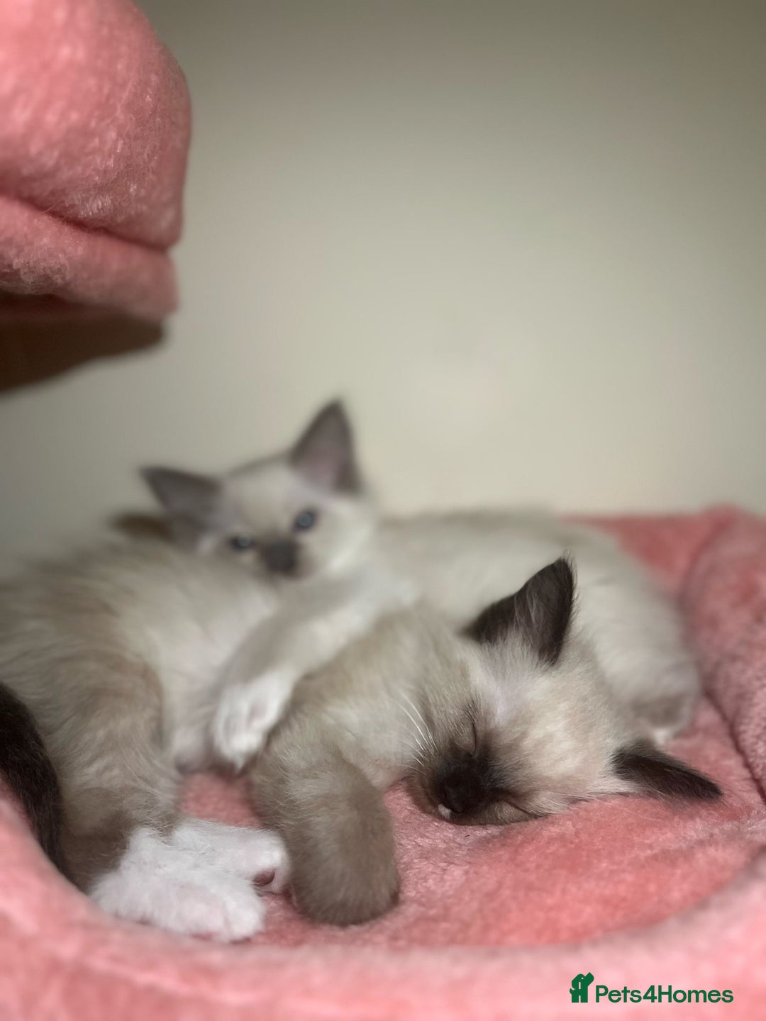 Ragdoll cats for sale: GCCF Championship Ragdoll Kittens - Image 11