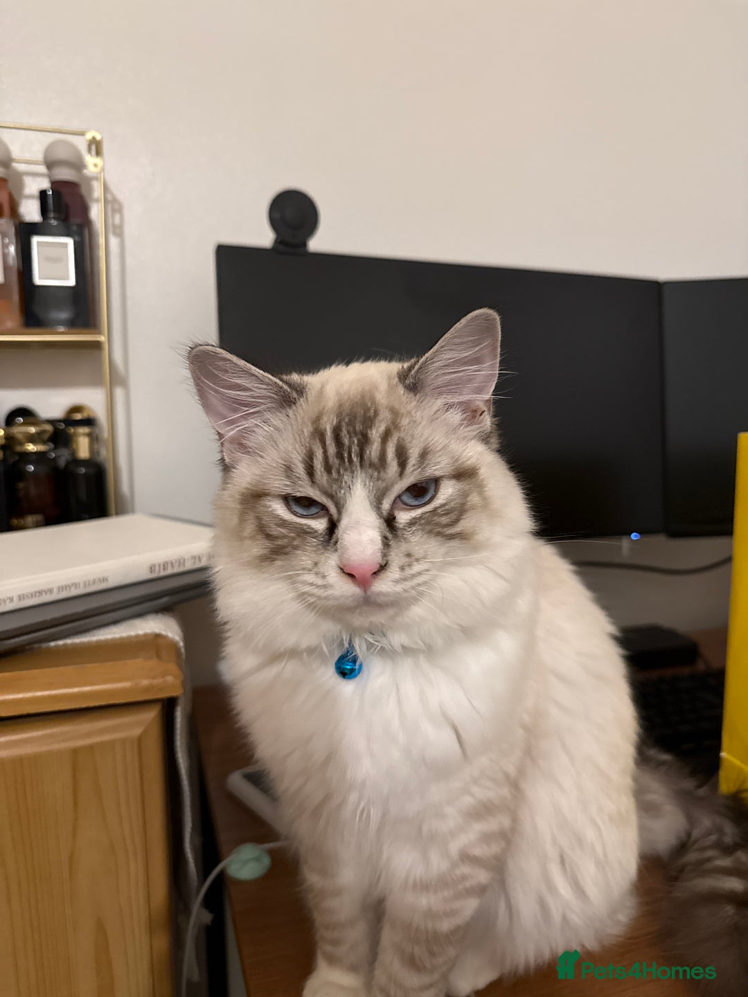 Ragdoll cats for sale: Ragdoll blue lynx - Male - Advert 5