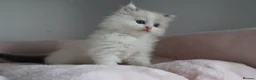 Ragdoll cats for sale: Ragdoll Kittens TICA Registered - Advert 5